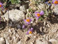 Youri - Ecrins 2005 157